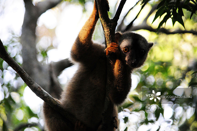 马达加斯加基林迪森林保护区常见的棕色狐猴图片素材