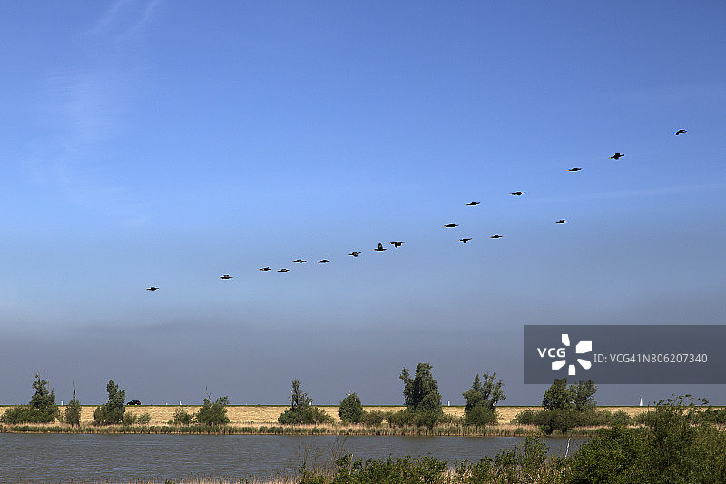 荷兰奥斯特瓦德斯普拉森上空的普通鸬鹚图片素材