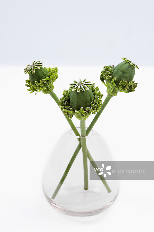 罂粟籽图片素材