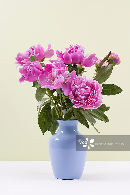 花瓶中的牡丹花图片素材