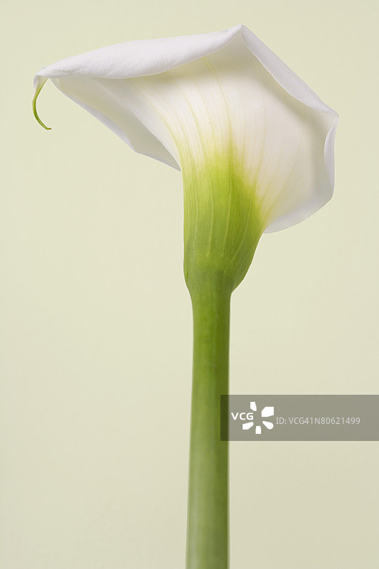 马蹄莲图片素材