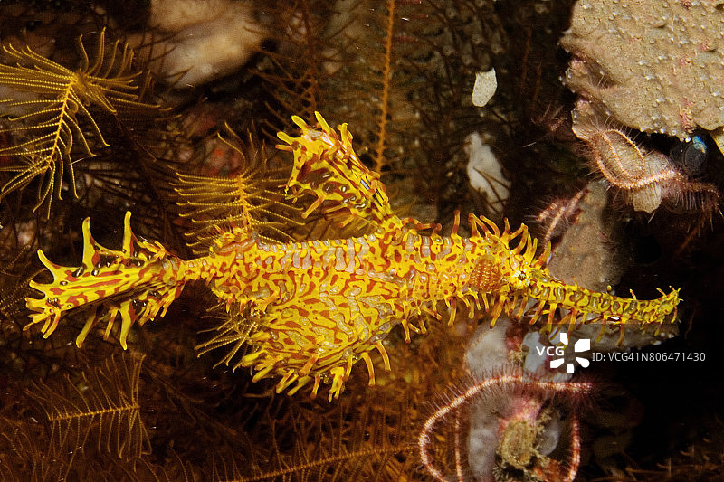 华丽的海龙图片素材