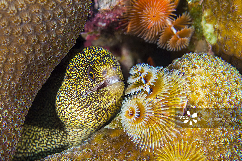 躲在圣诞树蠕虫后图片素材