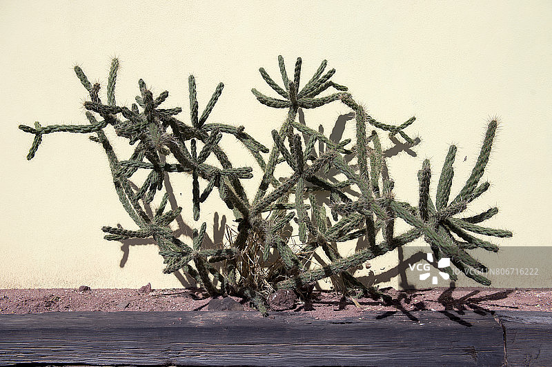 美国德克萨斯州马尔法市街道上的仙人掌图片素材