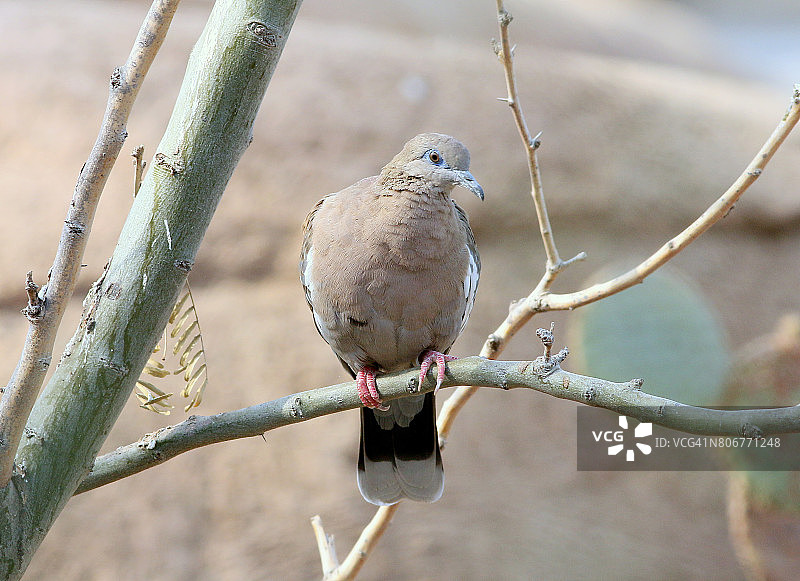 栖息的白翅哀鸽图片素材