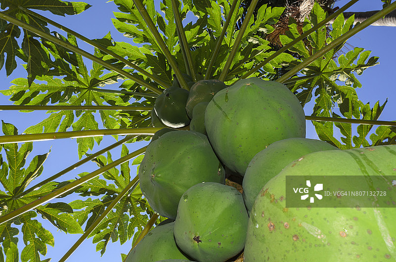 阳光明媚的低角度下的木瓜树图片素材