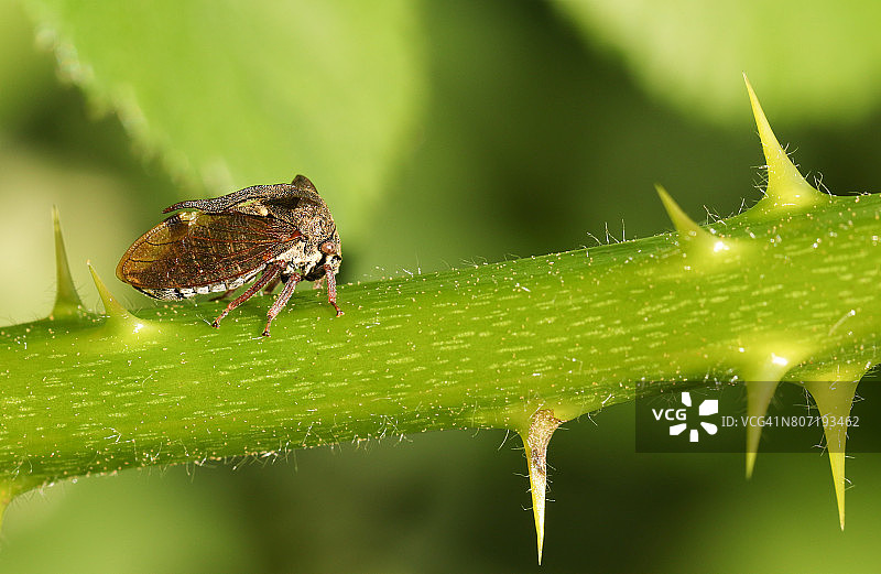 黑莓植物茎上美丽的角蝉图片素材