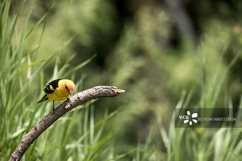 西部红雀图片素材