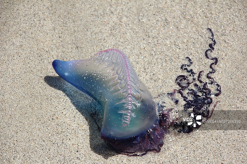 搁浅的僧帽水母图片素材