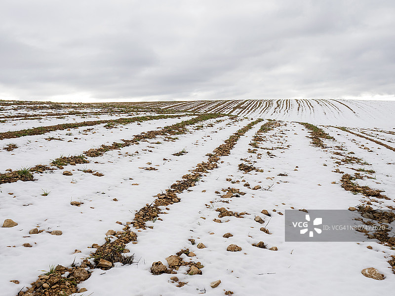 犁过的麦田，雪地里露出绿色植物图片素材
