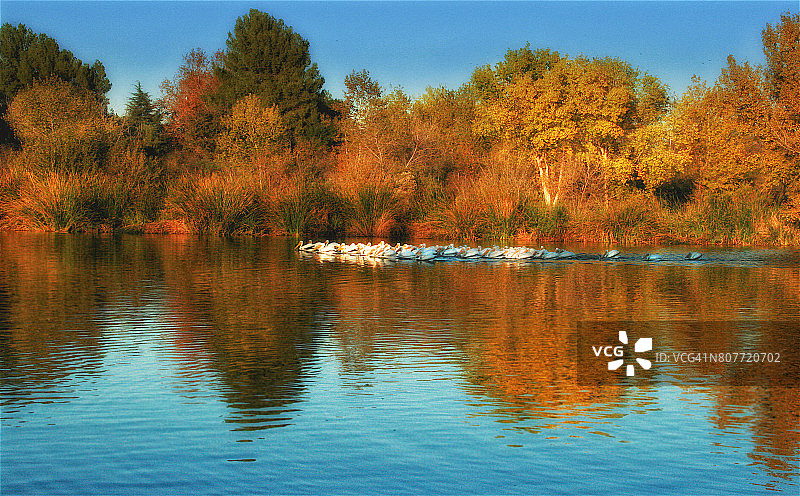 自然与野生动物：白色鹈鹕图片素材