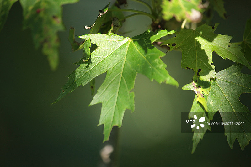 银枫树图片素材