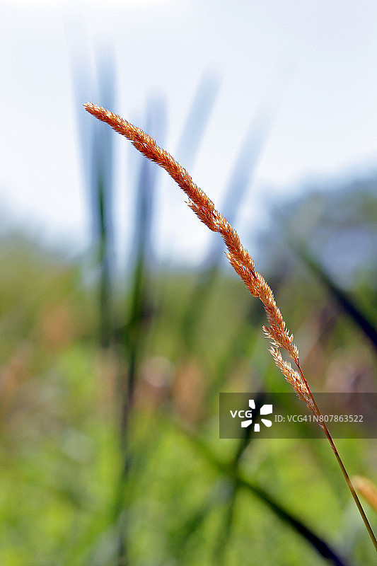 草原草图片素材