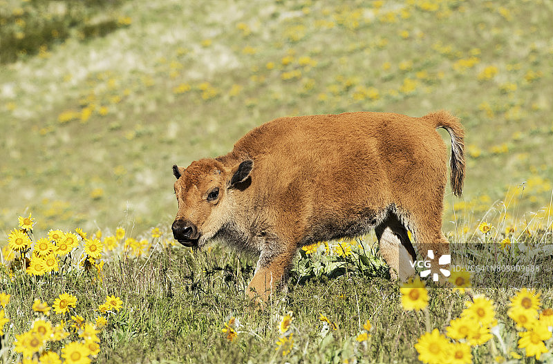 蒙大拿州春天野花中的美洲野牛小牛图片素材