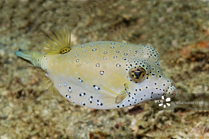 黄箱鲀幼鱼图片素材