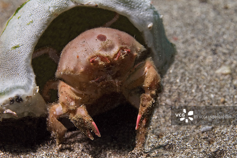 红斑海绵蟹图片素材