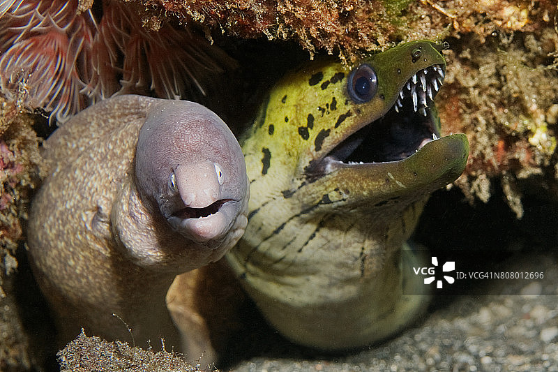 白眼海鳝与须鳗共享洞穴图片素材