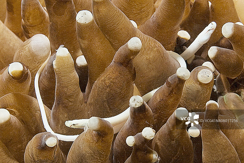 一对蘑菇珊瑚海龙图片素材