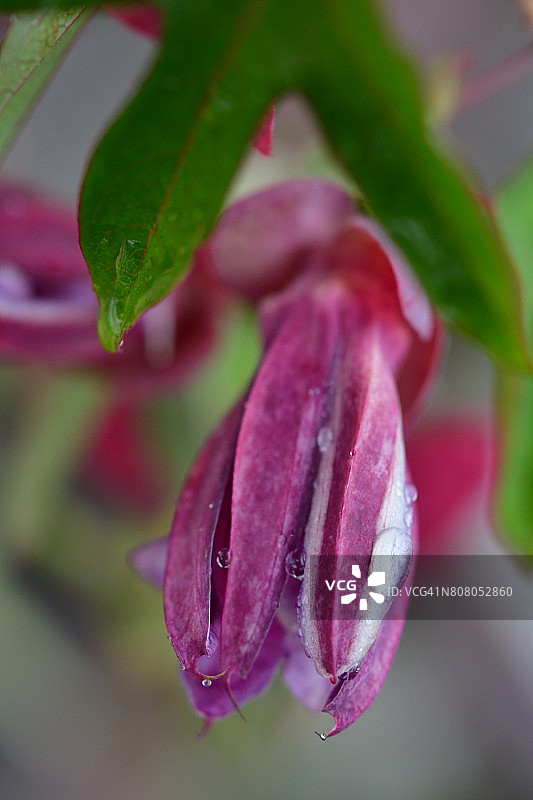 西番莲/紫红色西番莲图片素材