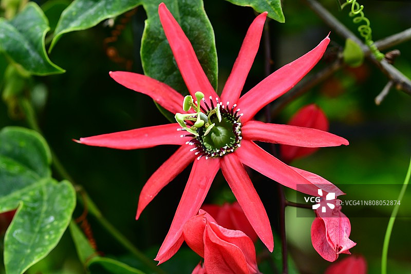 西番莲/红花西番莲图片素材