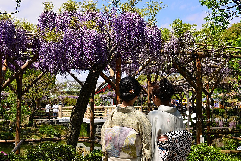 开花的树/紫藤花图片素材