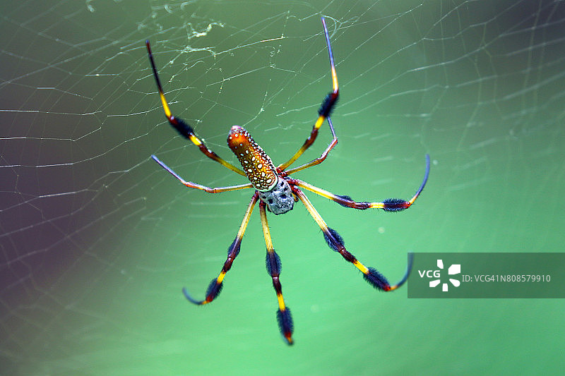 金丝圆蛛图片素材