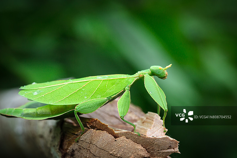 叶子昆虫图片素材