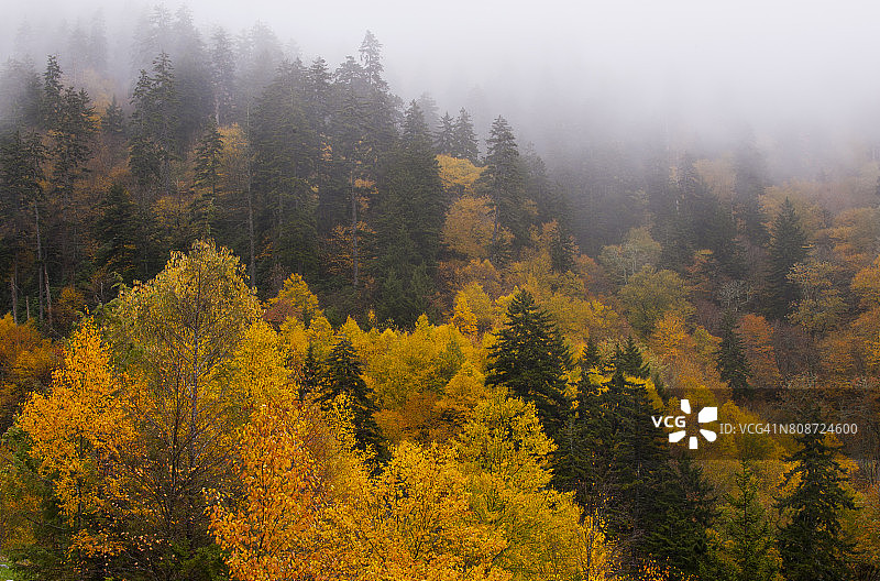 雾与秋色图片素材