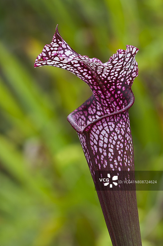 深红猪笼草图片素材