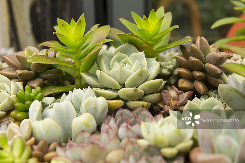 花园中生长的多肉植物图片素材