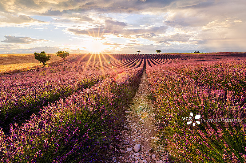 普罗旺斯瓦朗索勒高原的薰衣草花图片素材