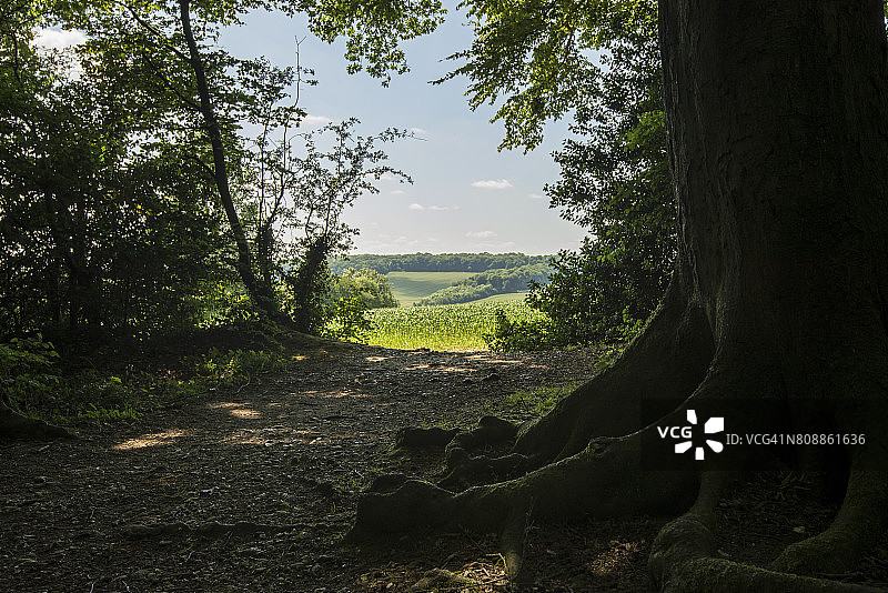 透过树木看阿默舍姆教区树林图片素材