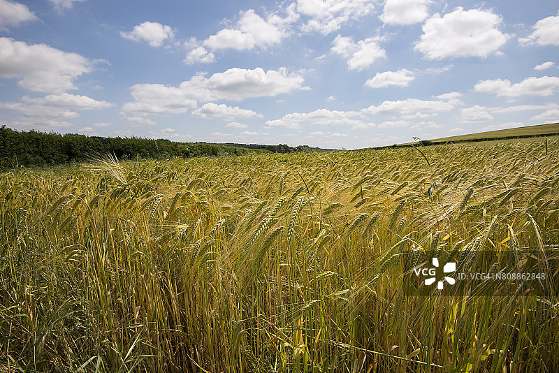 英国阿默舍姆的黄色麦田图片素材
