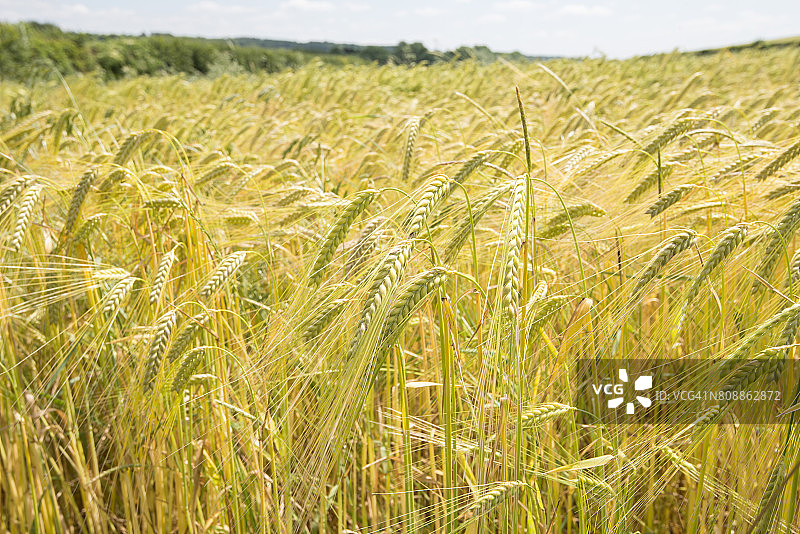 黄色小麦特写图片素材