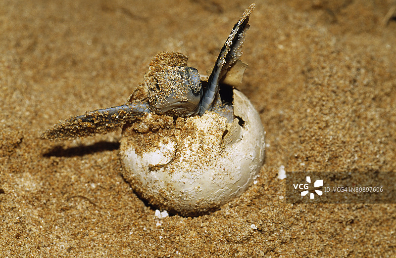 一只濒危的绿海龟幼崽从蛋中孵化出来图片素材
