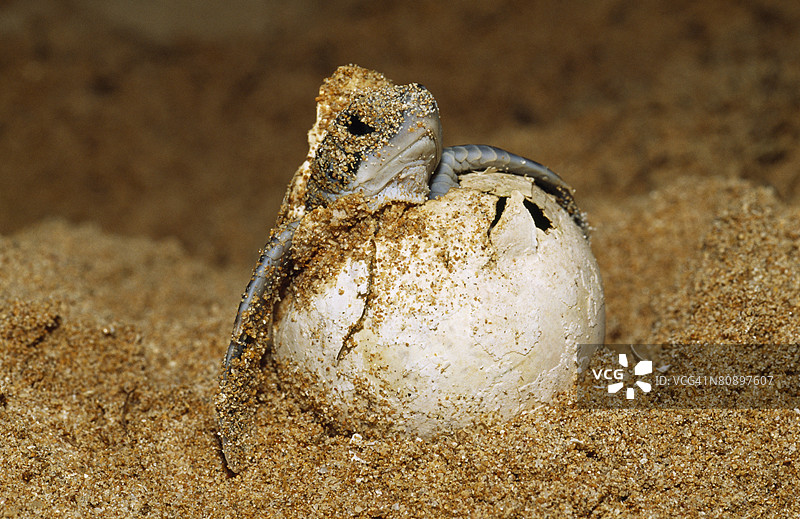一只濒危的绿海龟幼崽从蛋中孵化出来图片素材