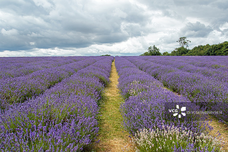 薰衣草田图片素材