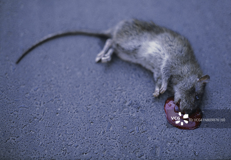 死老鼠图片素材