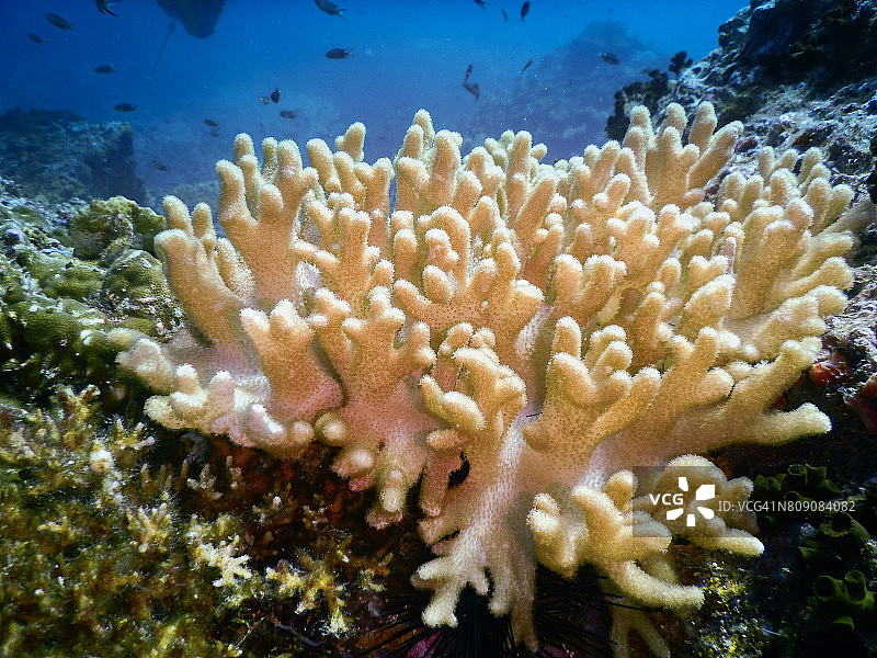 海洋中的软珊瑚图片素材