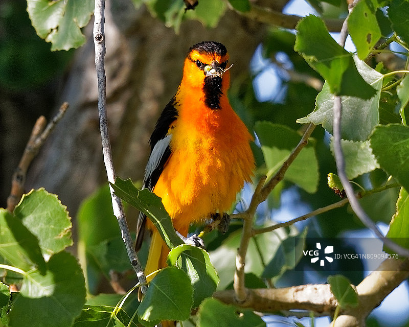 黄鹂鸟与喙中的虫子图片素材