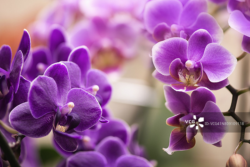 粉紫色迷你蝴蝶兰图案图片素材