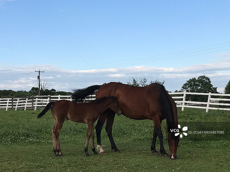 母马和小马驹在康涅狄格大学的酒吧里一起度过夏日图片素材