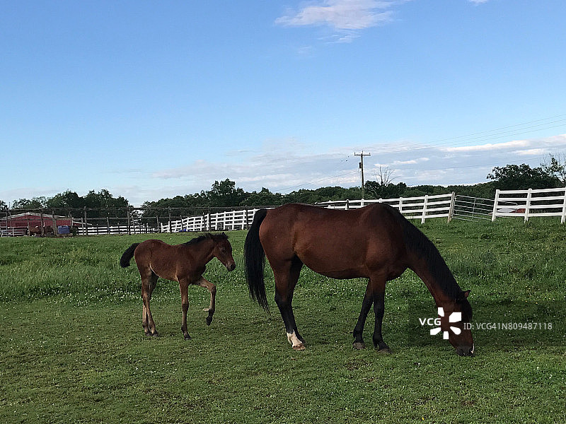 康涅狄格大学马厩，小马驹在母马身后小跑图片素材