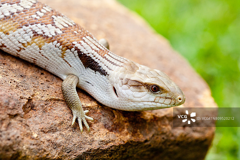 户外岩石上的蓝舌蜥蜴图片素材