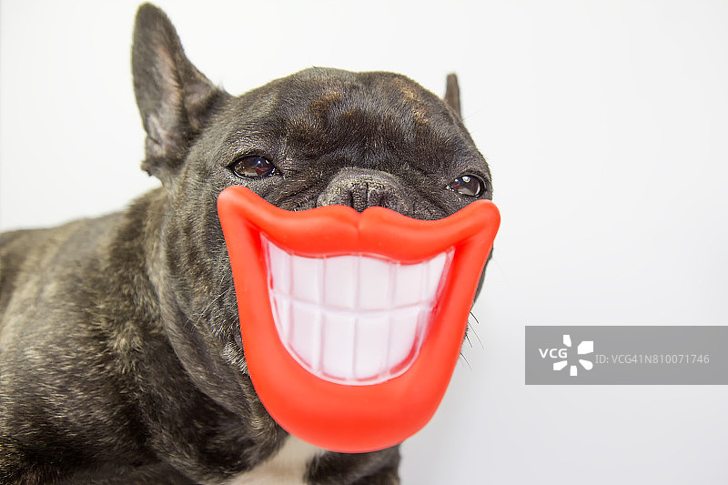 咧嘴微笑、露出牙齿的小狗图片素材