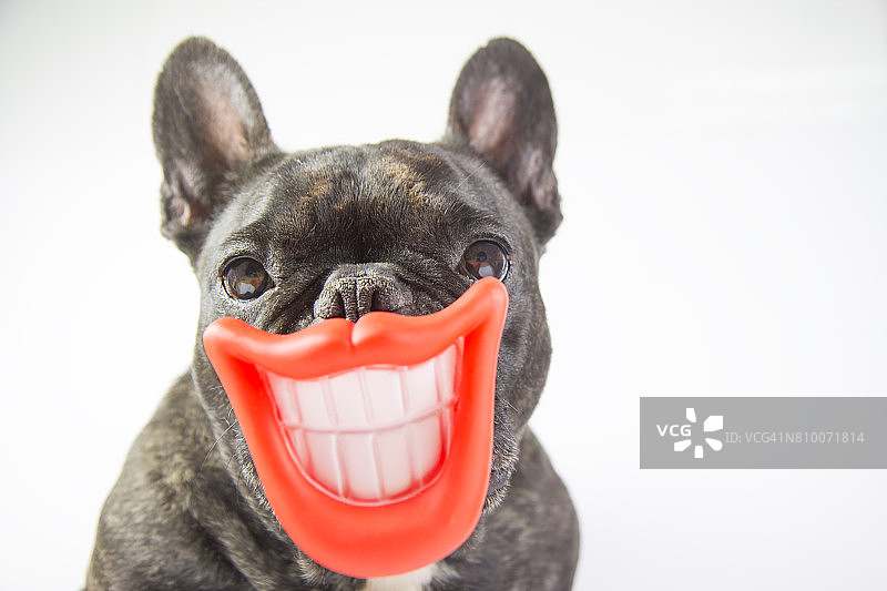 咧嘴微笑、露出牙齿的小狗图片素材