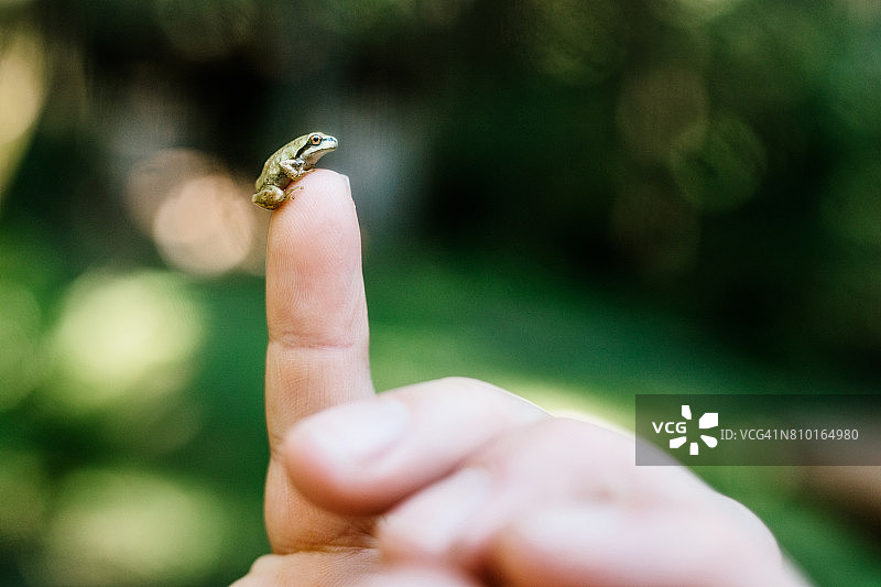 手指上的小太平洋树蛙图片素材