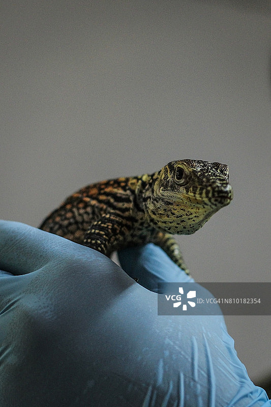 科莫多巨蜥幼崽图片素材