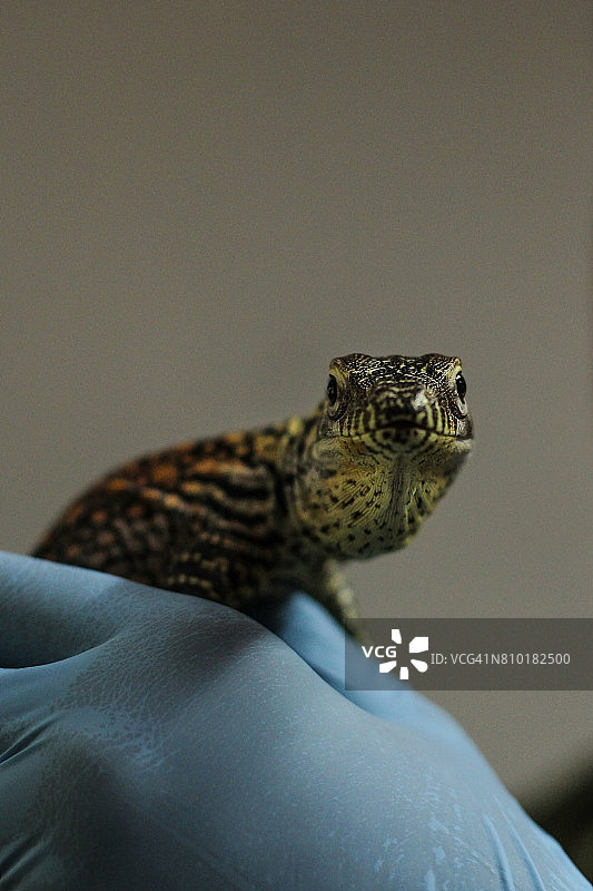 科莫多巨蜥幼崽图片素材