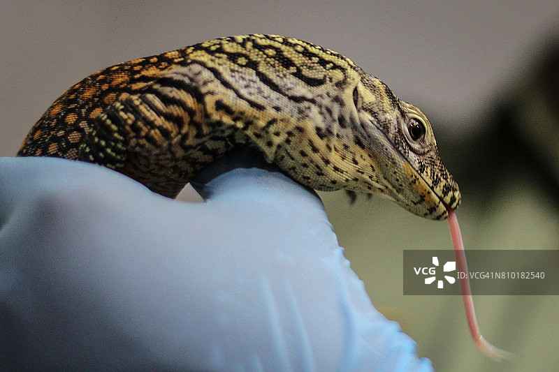 科莫多巨蜥幼崽图片素材